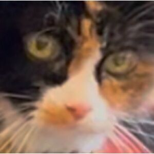 Meet your Posher, juniper